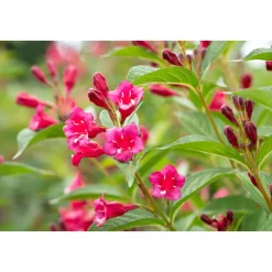 Rote Weigelie Bristol Ruby Topf Durchmesser 19 cm^Plantiflor Online