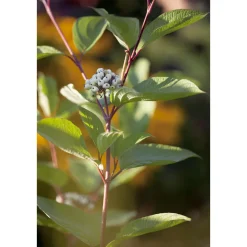 Plantiflor Rotholz-Hartriegel Sibirica Topf Durchmesser 19 cm