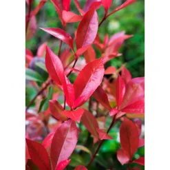 Plantiflor Rotlaubig Glanzmispel Devils Dream Topf Durchmesser 23 cm