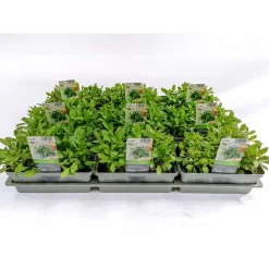 Plantiflor Ruccola 6er-Tray