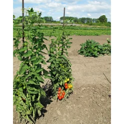 Plantiflor Runde Tomate Harzfeuer Topf Durchmesser 11 cm