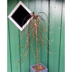 Salweide Cury Locks Stamm 60 cm Topf Durchmesser 20 cm*Plantiflor Clearance