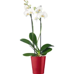 Schmetterlingsorchidee Topf Durchmesser 12 cm^Plantiflor Outlet