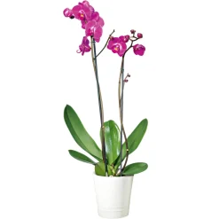 Schmetterlingsorchidee Topf Durchmesser 12 cm^Plantiflor Outlet