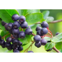 Schwarze Apfelbeere Topf Durchmesser 17 cm*Plantiflor Clearance