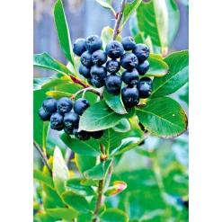 Schwarze Apfelbeere Topf Durchmesser 17 cm*Plantiflor Clearance