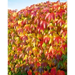 Selbstklimmende Jungfernrebe Veitchii Topf Durchmesser 17 cm*Plantiflor