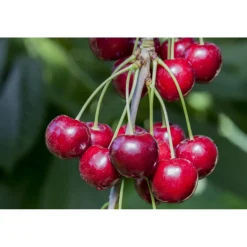 Plantiflor Süßkirsche Hedelfinger Busch Topf Durchmesser 28 cm