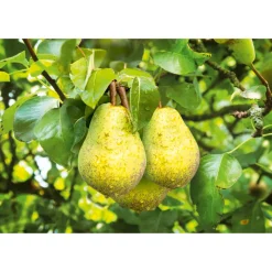 Sommerbirne Williams Christ Busch Topf Durchmesser 28 cm^Plantiflor Clearance