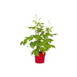 Sommerhimbeere Schönemann Topf Durchmesser 17 cm*Plantiflor Online