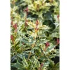 Plantiflor Stachelblättrige Duftblüte Tricolor Topf Durchmesser 15 cm