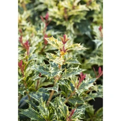 Plantiflor Stachelblättrige Duftblüte Tricolor Topf Durchmesser 15 cm
