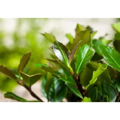 Stechpalme Heckenblau Topf Durchmesser 23 cm*Plantiflor Online