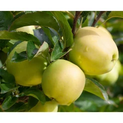 Säulenapfel Golden Sensation Topf Durchmesser 23 cm^Plantiflor Sale