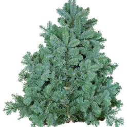 Tannenzweige Blaue Edeltanne Handbund 500 g*Plantiflor Outlet