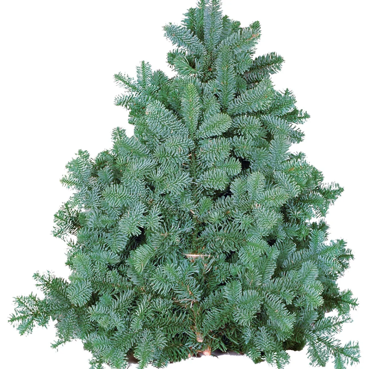 Tannenzweige Blaue Edeltanne Handbund 500 g*Plantiflor Outlet