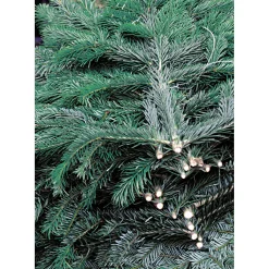 Tannenzweige Blaue Edeltanne Handbund 500 g*Plantiflor Outlet