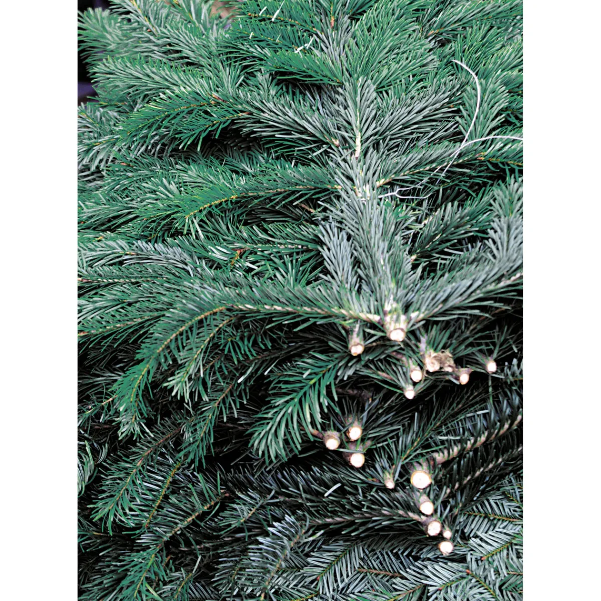 Tannenzweige Blaue Edeltanne Handbund 500 g*Plantiflor Outlet