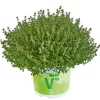 Thymian T14*Plantiflor Outlet