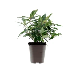 Traubenmyrthe Rainbow Topf Durchmesser 15 cm*Plantiflor Clearance