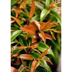 Plantiflor Traubenmyrthe Royal Ruby Topf Durchmesser 15 cm