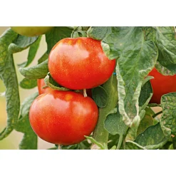 Plantiflor Veredelte Salattomate Topf Durchmesser 12 cm