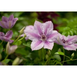 Waldrebe Nelly Moser Topf Durchmesser 17 cm^Plantiflor Discount