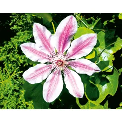 Waldrebe Nelly Moser Topf Durchmesser 17 cm^Plantiflor Discount