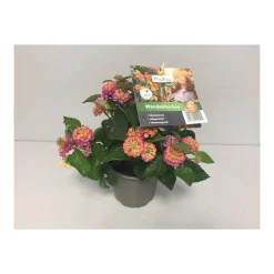 Wandelröschen Topf Durchmesser 12 cm^Plantiflor Best