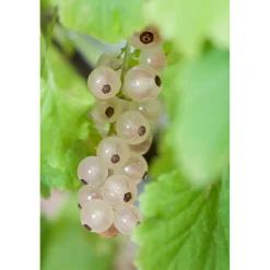 Weiße Johannisbeere Weiße Versailler Topf Durchmesser 23 cm*Plantiflor Outlet