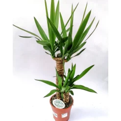 Yucca Palme 2er-Tuff 80-85 cm T17^Plantiflor Discount