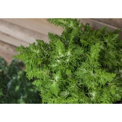 Plantiflor Zwerg Hinoki-Zypresse Topf Durchmesser 17 cm