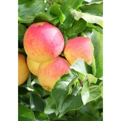 Plantiflor Zwergapfel Galina Stamm Topf Durchmesser 23 cm