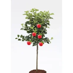 Plantiflor Zwergapfel Galina Stamm Topf Durchmesser 23 cm