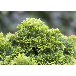 Plantiflor Zwerg-Muschel-Zypresse Topf Durchmesser 23 cm