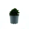 Zwerg-Muschel-Zypresse Nana Gracilis Topf Durchmesser 15 cm^Plantiflor Sale