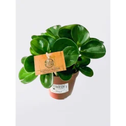 Zwergpfeffer grün 15-20 cm T12^Plantiflor