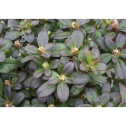 Plantiflor Zwergrhododendron Shamrock Topf Durchmesser 17 cm