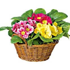 Primelkorb Durchmesser 18 cm^Plantiflor Outlet