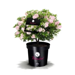 Rhododendron Bloombux Kugel Topf Durchmesser 23 cm^ New