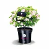 Rhododendron Bloombux Topf Durchmesser 17 cm
