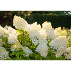 Rispenhortensie Living Creations(R) pink