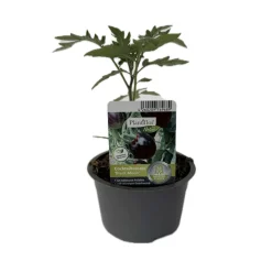 Schwarze Cocktailtomate "Black Moon" Topf Durchmesser T10,5