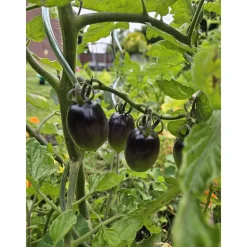 Schwarze Cocktailtomate "Black Moon" Topf Durchmesser T10,5