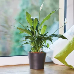 Pflanzgranulat für Zimmerpflanzen 7,5 L^Seramis New