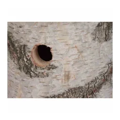 Siena Garden Nistkasten Birke 28 mm