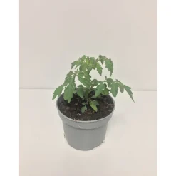 Tomate Perline Bio Antipasti