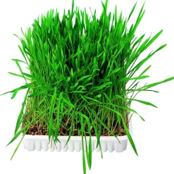 Trixie Kleintiergras 100g