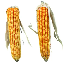 Trixie Natur-Snack Maiskolben 250 g