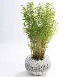 Wilk Gabionen-Pflanzgefäß Olympia L